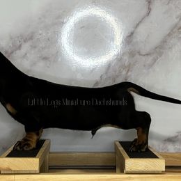 Dachshund Puppies from Little Legs Miniature Dachshunds