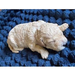 G6- Purple - Cream female Goldendoodle puppy in Ankeny, Iowa from Iowadoodles2love