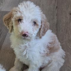 Winnie - White female Double Doodle puppy in Norfolk, Massachusetts from Cat's Golden Labradoodles
