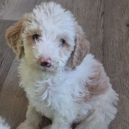 Winnie - White female Double Doodle puppy in Norfolk, Massachusetts from Cat's Golden Labradoodles