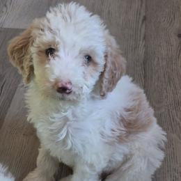 Winnie - White female Double Doodle puppy in Norfolk, Massachusetts from Cat's Golden Labradoodles