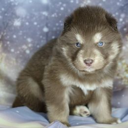 Truffle - Red and white male Alaskan Malamute puppy in Independence, Virginia from New River Valley Malamutes
