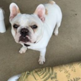 American Staffordshire Terriers, Boston Terriers, and French Bulldogs from Mon Ange French Bulldogs