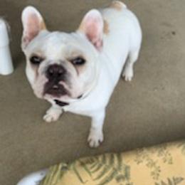 American Staffordshire Terriers, Boston Terriers, and French Bulldogs from Mon Ange French Bulldogs