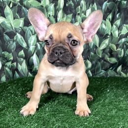 French Bulldogs from Elizabeth's Frenchies