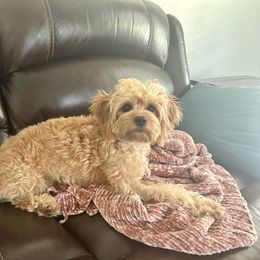 Bella - Cavapoo