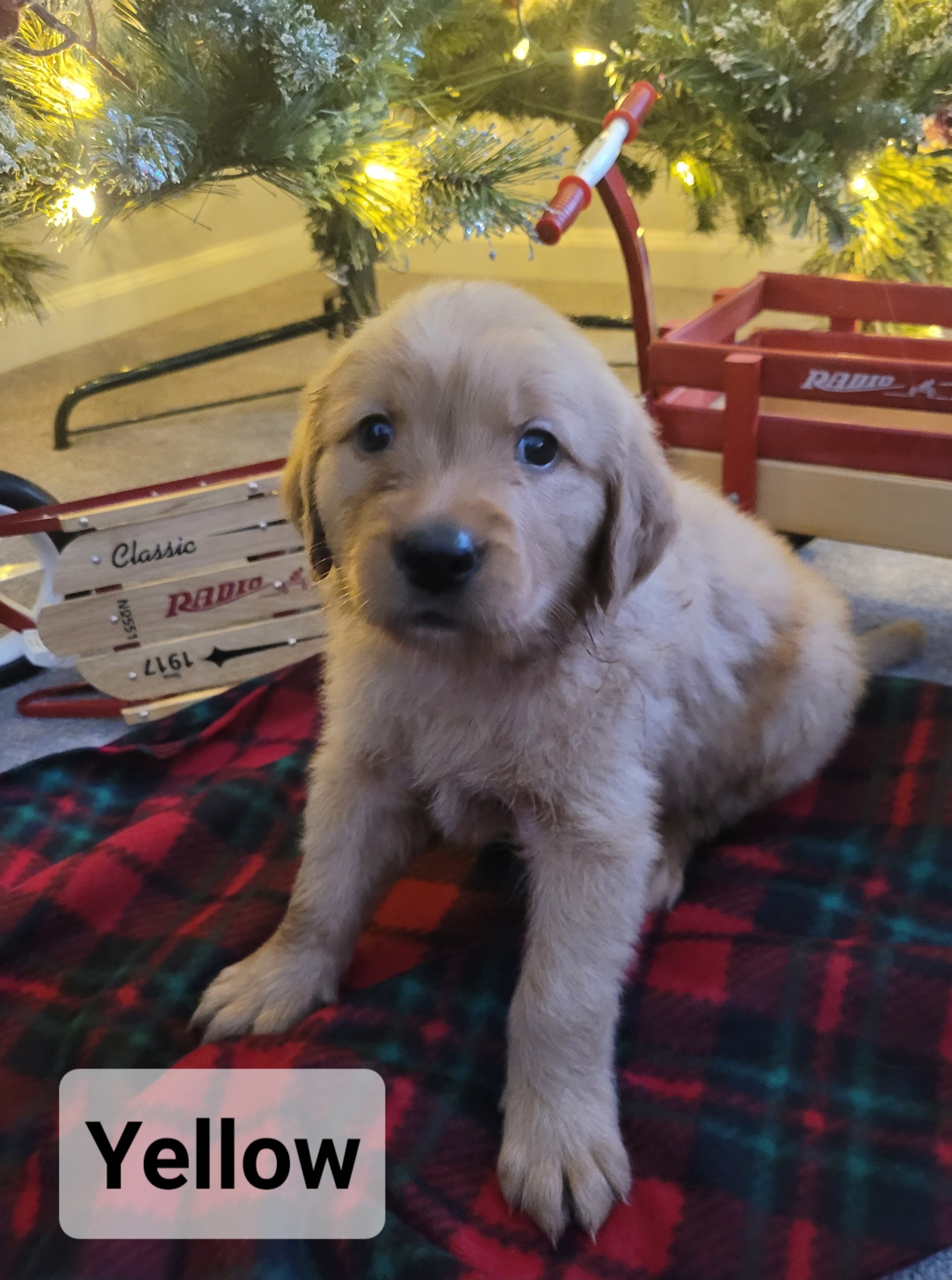 Golden Retriever Puppies from Catherine's Goldens