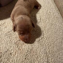 Blonde - Dapple female Dachshund puppy in Birchtree, Missouri from Cruzan Dachshunds