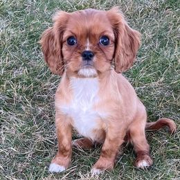 Cavalier King Charles Spaniels from Edens Edge Cavaliers