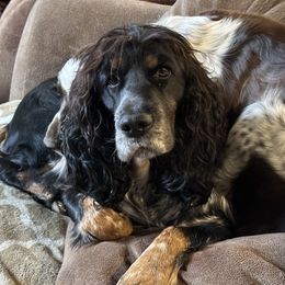 Freya - English Springer Spaniel