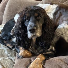 Freya - English Springer Spaniel