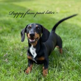 Dachshund and Great Dane Puppies from AZ's Prestigious Minature Dachshunds