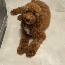 Lala - Goldendoodle