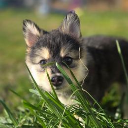 Nutmeg (White Collar) - Black female Pomsky puppy in Kennewick, Washington from Nebula Ranch Pomskies