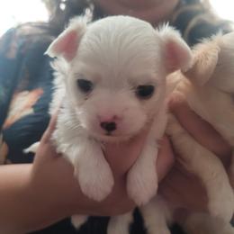 Mira - Cream and white female Chihuahua puppy in Space Coast, Florida from ChibiChi