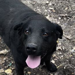 Ray - Dilute Retriever