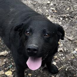 Ray - Dilute Retriever