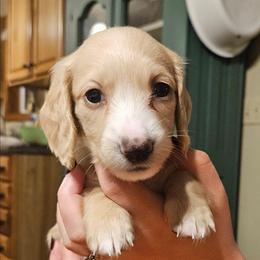 Janis Joplin - Cream female Dachshund puppy in Mayport, Pennsylvania from Debbie's Dachshunds