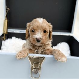 Biscotti - Apricot female Cavapoo puppy in Wamego, Kansas from Doodles of Oz