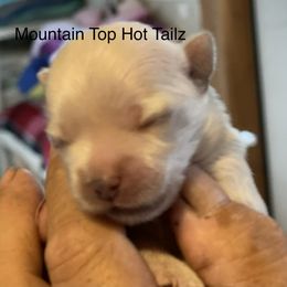 Sissy - White and tan female Morkie puppy in Taylorsville, North Carolina from Mountain Top Hot Tailz
