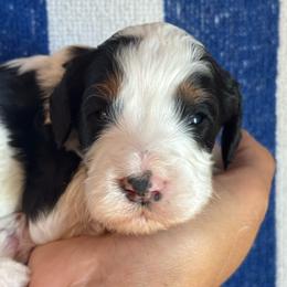 Templeton - Tri-color male Bernedoodle puppy in Longmont, Colorado from Colorado Miniature Bernedoodle Puppies