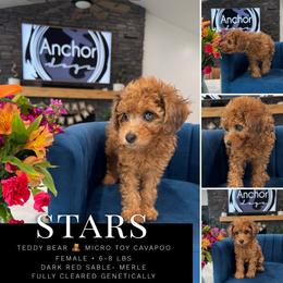 Bernedoodle, Cavapoo, Cavapoochon, Goldendoodle, Poodle, and Yorkipoo Puppies from Anchor Dogs