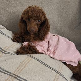 Jade - Poodle