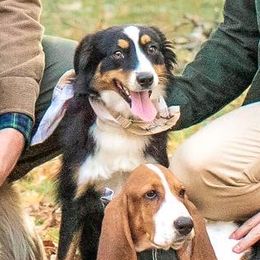 Makiah - Miniature Australian Shepherd