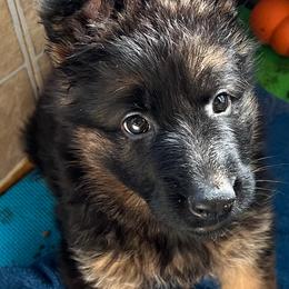 German Shepherd Puppies from Vom Cronje Haus German Shepherds