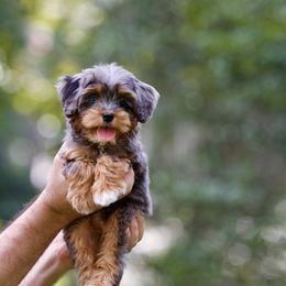 Bernedoodle, Cavapoo, Cockapoo, and Sheepadoodle Puppies from GimiPup Doodles