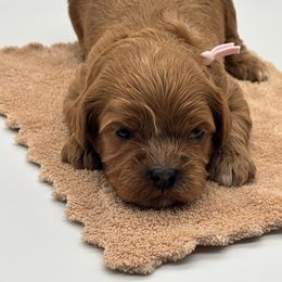 Boujee - Red female Cavapoo puppy in Cedar City, Utah from Cedar Sprout Puppies