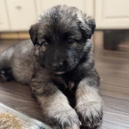 Wager (Orange collar) - Fawn sable male Shiloh Shepherd puppy in Watchung, New Jersey from Blue Moon Shilohs
