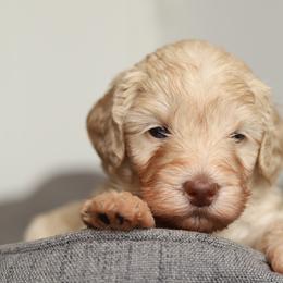 Pink - Caramel cream female Australian Labradoodle puppy in Williamstown, New York from Lewis Manor Labradoodles