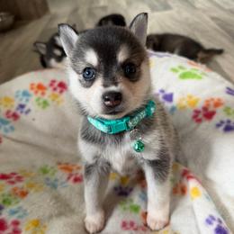 Girl 2 - Black and white female Alaskan Klee Kai puppy in Beverly Hills, Florida from Lucky Charm Klee Kai