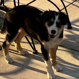 Týr - Tri-color male Border Collie puppy in New Bern, North Carolina from New Bern Border Collies