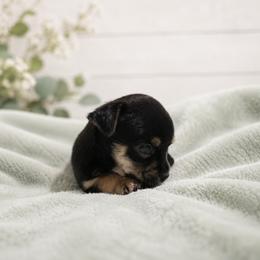 Chihuahua Puppies from Music City Chi’s