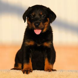 Anya - 5350 - Black and rust female Beauceron puppy in Rockwall, Texas from Elitehaus