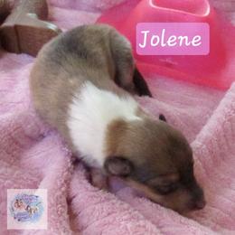 Jolene - Sable and white female Collie puppy in Morocco, Indiana from Collegiate Bassets and Rheign Collies