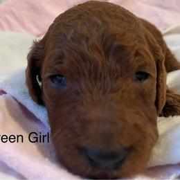Girl 5 - Red  female Poodle puppy in Clatskanie, Oregon from Columbia River Sunset Poodles