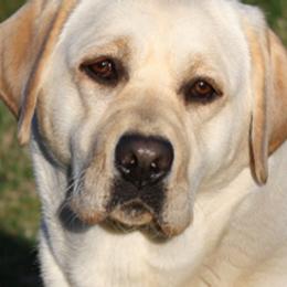 Labrador Retrievers and Newfoundlands from Brush & Marsh Labradors & Newfoundlands