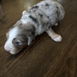 Girl 3 - Blue merle female Australian Shepherd puppy in Chino, California from RanchLand Aussies HC