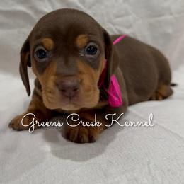 Dove - Chocolate and tan female Dachshund puppy in Jena, Louisiana from Greens Creek Kennel