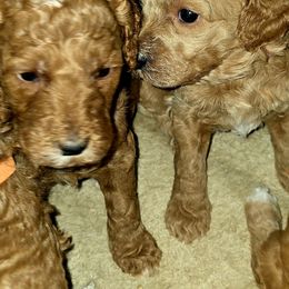 Goldendoodle and Labrador Retriever Puppies from Sagebrush Labradors and Doodles