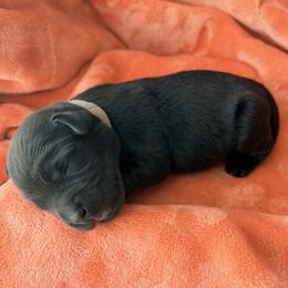 Grey Collar - Black male Labrador Retriever puppy in Port Saint Lucie, Florida from Fleeher Labradors