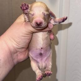 Phil - Cream male Dachshund puppy in Hornbeck, Louisiana from A&Z Mini Dachshunds
