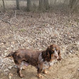 Sable - English Springer Spaniel