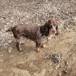 Sable - English Springer Spaniel