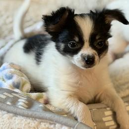Chase CKC - Black and white male Chihuahua puppy in Amity, Pennsylvania from Rhoda and Verna