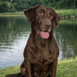 River - Labrador Retriever