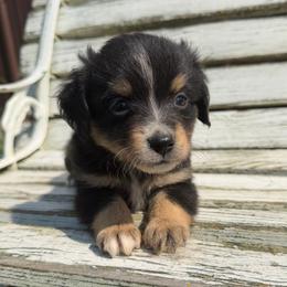 Splash - Black tri male Miniature Australian Shepherd puppy in Licking, Missouri from Burnett Aussies